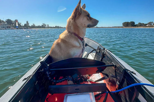 Dog sits in Oru Kayak motorized by Bixpy Canada K-1 motor
