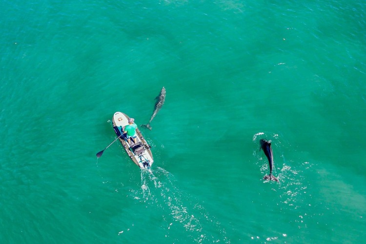 Dolphins playing around a person using a Bixpy motor