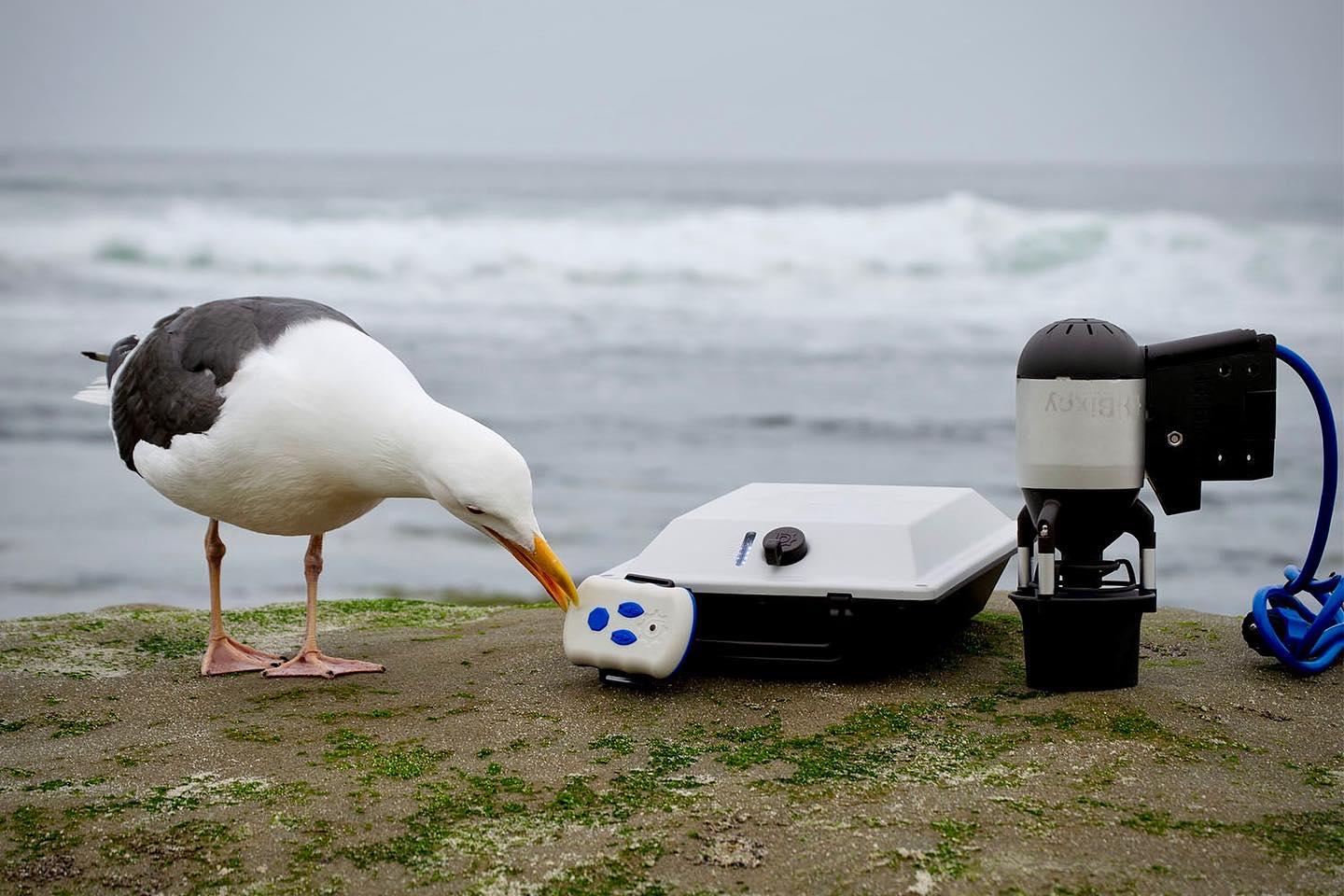 Seagull pecks at K1 Outboard Motor Kit